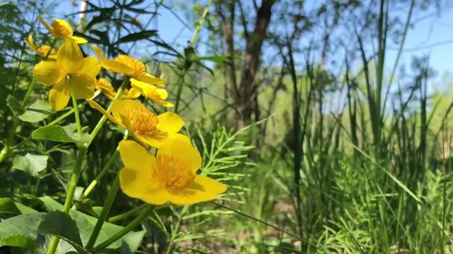yellow marigold flowers, spring primroses