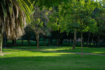 trees in the park
