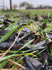 Wet Autumn Leaves with Raindrops on Grass