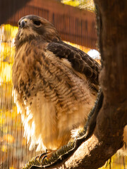 Hawk (perched on branch)