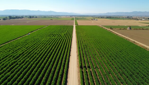 Aerial view of vast green farm fields with straight rows of crops under clear blue skies. A dirt road divides the agricultural landscape leading to distant mountains. Farming plots show neat symmetry. - Powered by Adobe