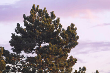 Pine tree illuminated by golden evening sunlight