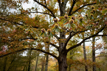 American chestnut tree (Castanea dentata) standing tall in a forest, branches adorned with ripe spiny burs, autumn leaves around, trunk and canopy fully visible, natural light highlighting textures, s