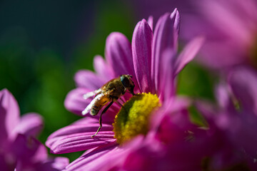 A bee collecting nectar on a purple flower in a sunny garden. The close-up captures fine details of the bee’s wings and the delicate petals, symbolizing nature, pollination, and the beauty of wildlife