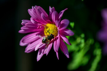 A bee collecting nectar on a purple flower in a sunny garden. The close-up captures fine details of the bee&rsquo;s wings and the delicate petals, symbolizing nature, pollination, and the beauty of wildlife