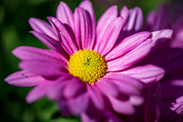 A delicate purple flower blooming in a garden, surrounded by soft natural light and lush greenery. The image captures the flower&rsquo;s vibrant color, gentle petals, and peaceful atmosphere, making it idea