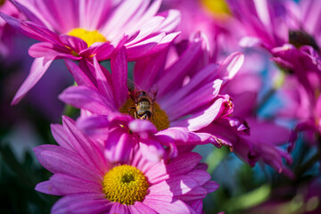 A bee collecting nectar on a purple flower in a sunny garden. The close-up captures fine details of the bee&rsquo;s wings and the delicate petals, symbolizing nature, pollination, and the beauty of wildlife