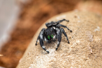 A male bold jumping spider (phiddipus audax) in his terrarium.