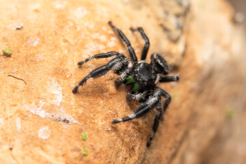 A male bold jumping spider (phiddipus audax) in his terrarium.