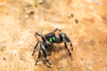 A male bold jumping spider (phiddipus audax) in his terrarium.