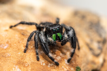 A male bold jumping spider (phiddipus audax) in his terrarium.