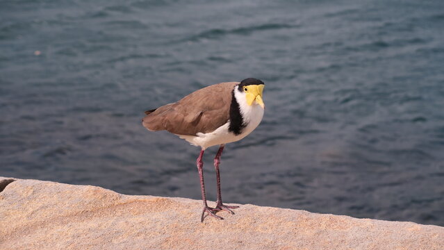 P&aacute;jaro amarillo de Sidney