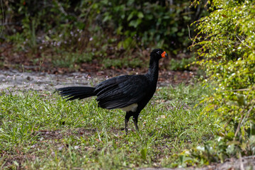 Fototapeta premium Crax blumenbachii