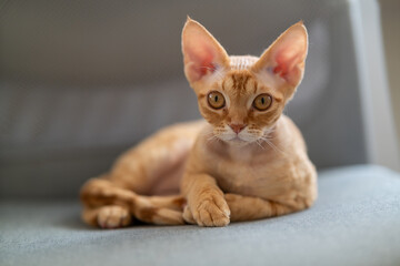 Orange tabby kitten lounging on a blue couch indoors.