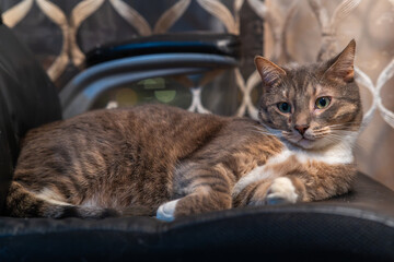 Cat relaxing on a chair with a calm, observant gaze
