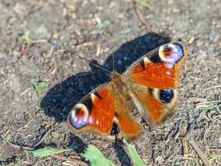 Peacock butterfly on the ground among the grass