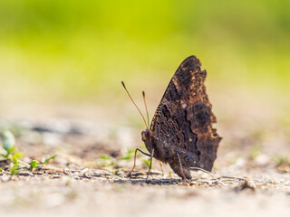 Peacock butterfly on the ground among the grass