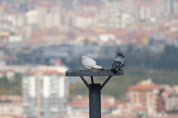 Pigeons in two different colors side by side and a city view.  