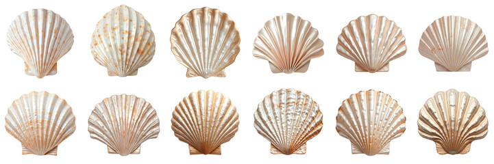 Pearlized seashells set isolated on transparent background