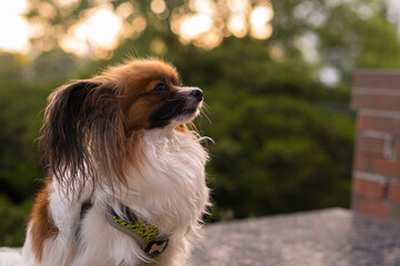 Papillon Dog in Summer Light