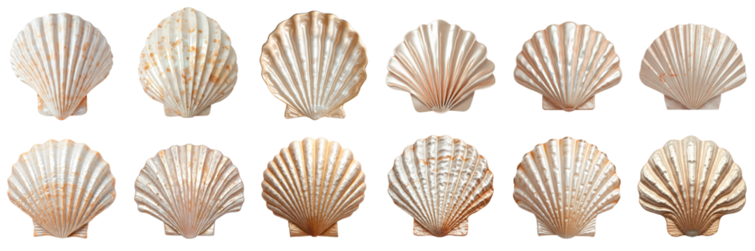 Pearlized seashells set isolated on transparent background