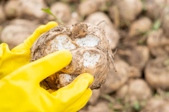 farmer inspecting freshly harvested sugar beet held in hand, agricultural work, quality check, rural crop production, sustainable farming, successful harvest, pile root crops, autumn rural landscape - Powered by Adobe