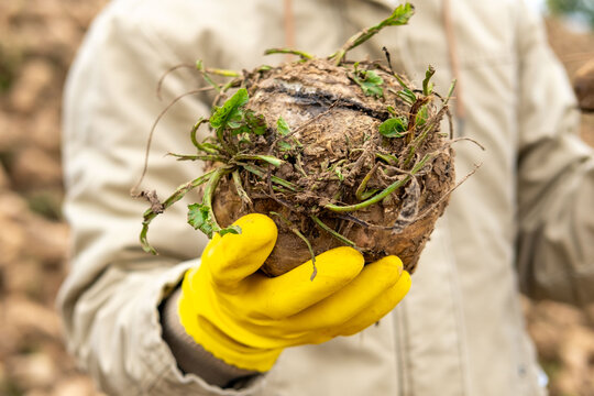 farmer, agronomist inspecting freshly harvested sugar beet held in hand, agricultural work, rural crop production, sustainable farming, successful harvest, pile root crops, autumn rural landscape