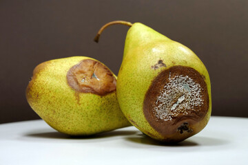 Overripe and rotten pears. Pears covered with mold. Process of spoiling fruits