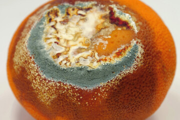 Overripe and rotten mandarin. Rotten tangerine covered with mold