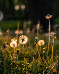 Dandelions in Warm Sunset Light