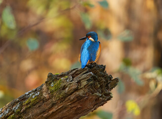 A Common Kingfisher, Alcedo atthis perched on a branch, displaying its dazzling blue feathers against the golden autumn background of a Prague pond.
