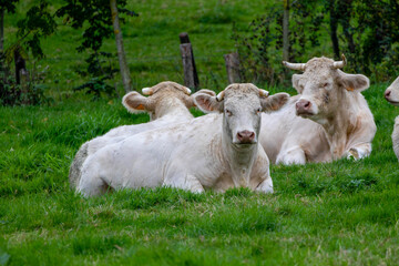 White Charolais cows resting in a green meadow