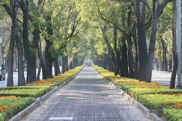 Camellón Eterno