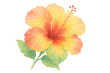 Vibrant yellow and orange hibiscus flower watercolor illustration with green leaves, botanical artwork on transparent background