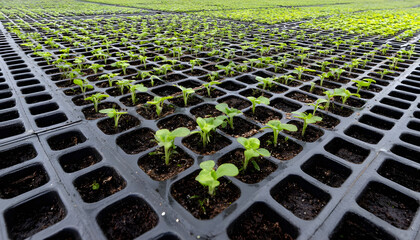 Closeup of plastic seedling trays arranged in an organized pattern showcasing efficient setup for robust plant growth in a controlled environment