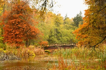 Autumn orange trees framing old wooden bridge crossing pond with forest background