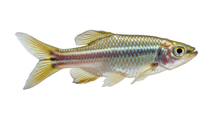 Vibrant Freshwater Fish with Shimmering Scales and Golden Fins