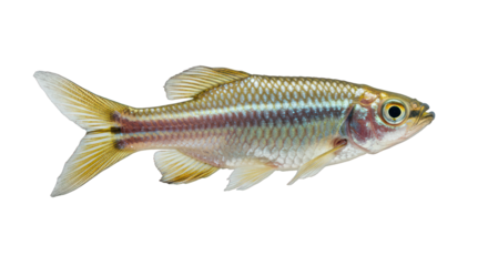 Vibrant Freshwater Fish with Shimmering Scales and Golden Fins