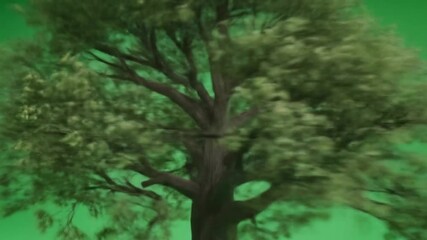 Majestic tree swaying gently in the breeze, a symbol of growth and resilience, perfect for nature documentaries and environmental campaigns