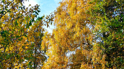 A quiet park scene shows trees changing colors in autumn. Ideal for seasonal transitions and travel visuals.