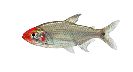 Close up of a Rummy nose Tetra Fish with a Vibrant Red Head