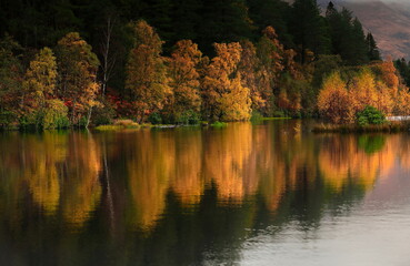 Glencoe Lochan reflecting autumnal birch trees amidst tall redwoods and Douglas firs planted in the 1890s, under an overcast sky. Glencoe-Scotland-043