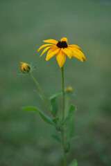 Black-eyed Susan (Rudbeckia hirta) in bloom with soft green background, macro floral close-up with copy space, summer wildflower concept.