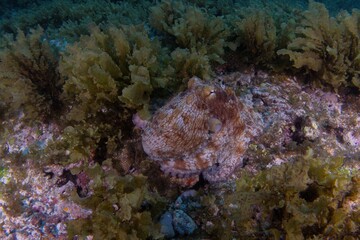 The master of camouflage among seaweed.