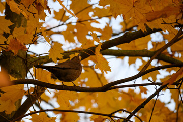 bird in autumn