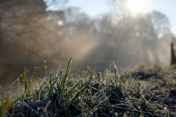 frozen morning dew on the grass
