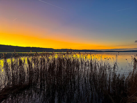 Reeds Silhouetted Against a Golden Sunset, Lake Sempach Switzerland
