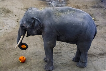 Asian elephant at the Halloween program
