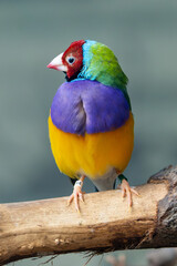 Gouldian Finch (Erythrura gouldiae) native to northern Australia savanna