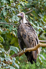 Hooded Vulture (Necrosyrtes monachus) scavenger of sub-Saharan Africa